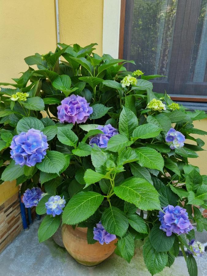 Il Ruscello Panzió Maratea Kültér fotó